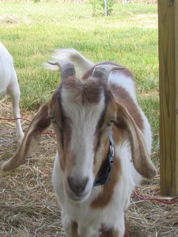 Curly the Goat